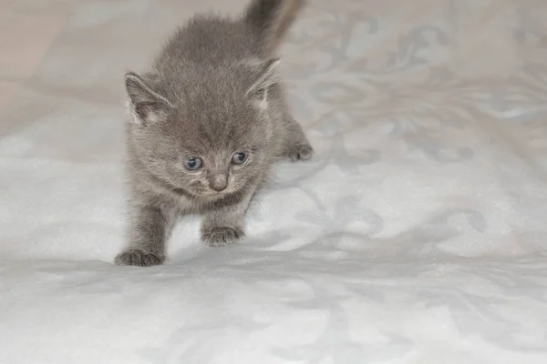 Kitten Small Gray Ashy Fluffy Cute Beautiful Mouth Eyes Design — Stock Photo, Image