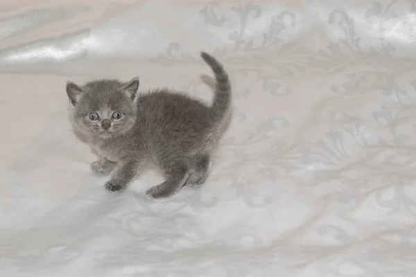 Gatinho Pequeno Cinza Cinza Macio Fofo Bonito Bela Boca Olhos — Fotografia de Stock