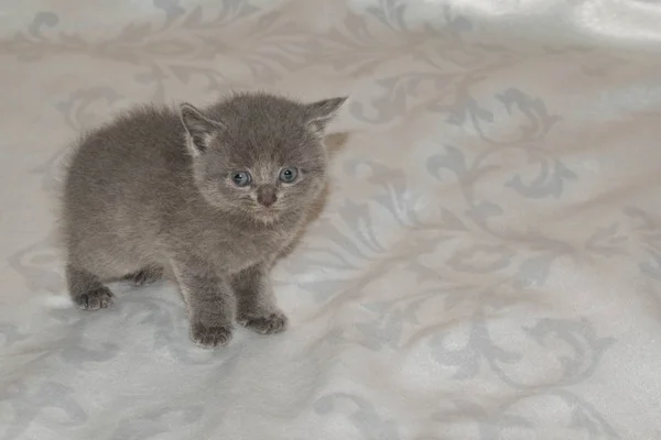 Kattunge Liten Grå Ashy Fluffy Söt Vacker Mun Ögon För — Stockfoto