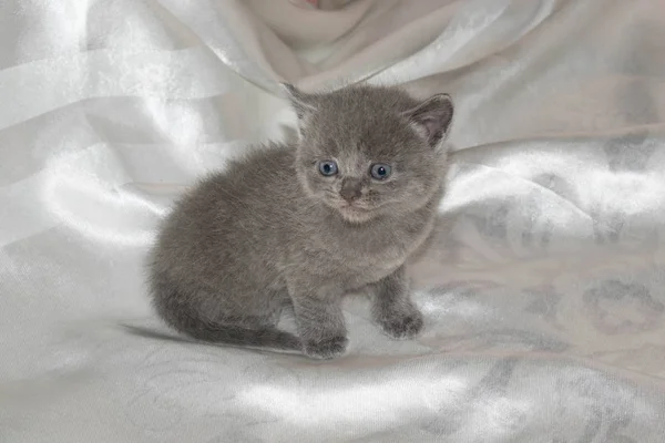 子猫のデザインの背景の小さな灰色の粉を吹いたふわふわのかわいい美しい口目 — ストック写真