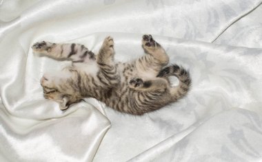 yavru kedi küçük gri küllü tüylü şirin güzel ağız gözleri tasarım arka planı için