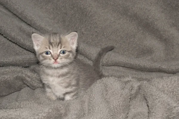 Chaton Petit Gris Cendré Moelleux Mignon Beaux Yeux Bouche Pour — Photo