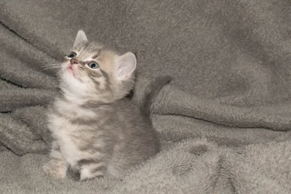 Kätzchen Klein Grau Ashy Flauschig Niedlich Schön Mund Augen Für — Stockfoto