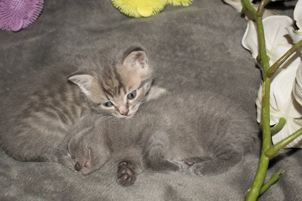 Kattunge Liten Grå Ashy Fluffy Söt Vacker Mun Ögon För — Stockfoto