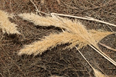 saman yığını Kuru Çim sazlık Hayloft tarım tasarım arka plan için