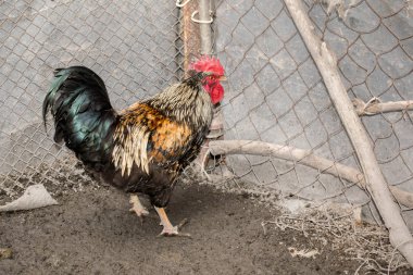 Horoz tavuk Tarım Hayvancılık ezmek Tavuk Coop çiftlik tasarım arka plan için