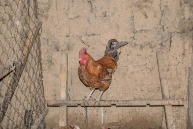 Horoz tavuk Tarım Hayvancılık ezmek Tavuk Coop çiftlik tasarım arka plan için