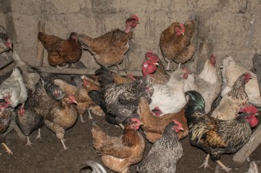 Horoz tavuk Tarım Hayvancılık ezmek Tavuk Coop çiftlik tasarım arka plan için