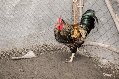 Horoz tavuk Tarım Hayvancılık ezmek Tavuk Coop çiftlik tasarım arka plan için