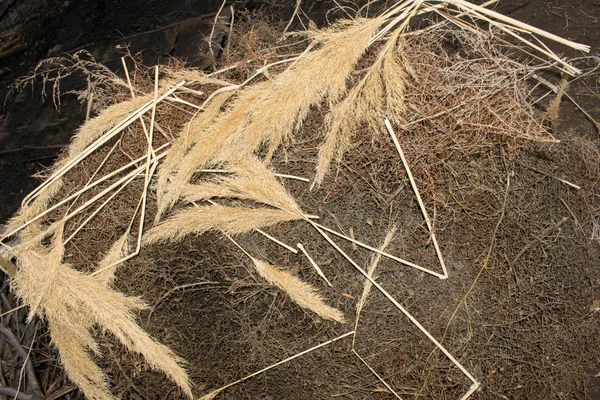 Heuhaufen Trockenes Gras Schilfrohr Heuboden Für Die Landwirtschaft Design Hintergrund — Stockfoto