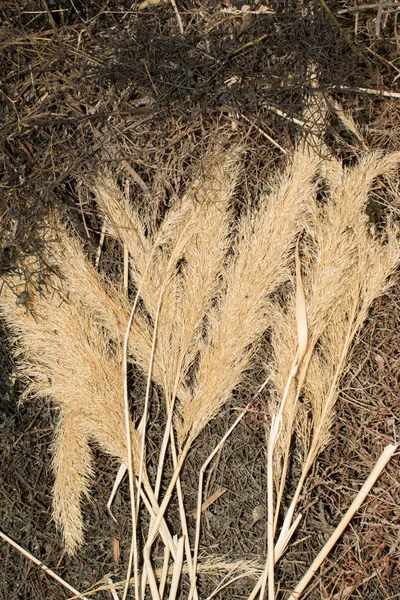 Feno Pilha Grama Seca Palhetas Palha Para Agricultura Design Fundo — Fotografia de Stock