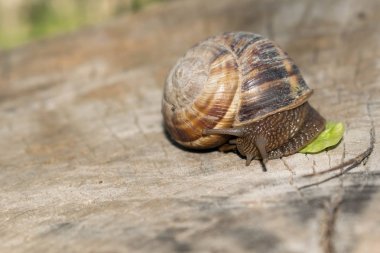 Tasarım için tarama bahar ahşap bir arka plan üzerinde büyük salyangoz kerevit