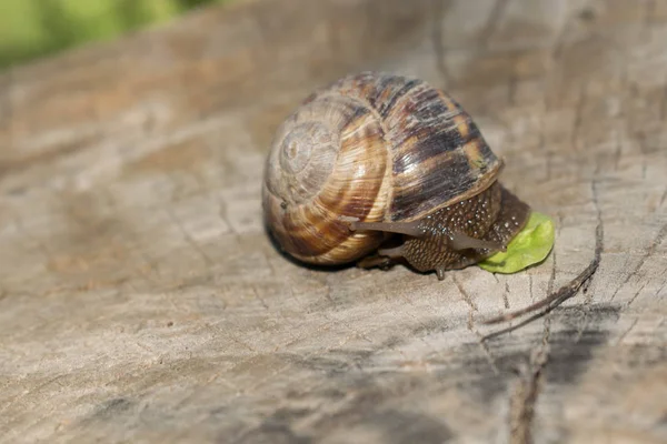 Grande Écrevisse Escargot Sur Fond Bois Printemps Rampant Pour Conception — Photo