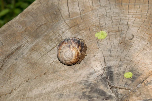 大蜗牛小龙虾在春天的木制背景爬行设计 — 图库照片