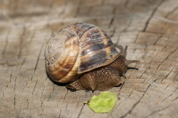 Grande Écrevisse Escargot Sur Fond Bois Printemps Rampant Pour Conception — Photo