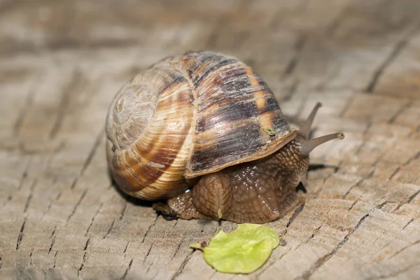 Grande Écrevisse Escargot Sur Fond Bois Printemps Rampant Pour Conception — Photo