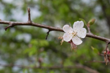 arka plan bahar beyaz büyük kiraz çiçekli çiçek