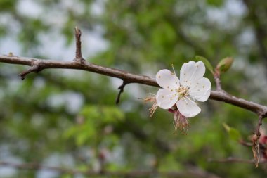 arka plan bahar beyaz büyük kiraz çiçekli çiçek