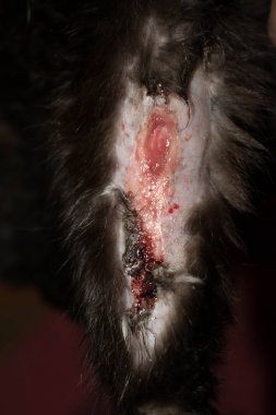 veteriner hekimliği için bir hayvan kedisi pus pus enfeksiyonu pençe kan yarası
