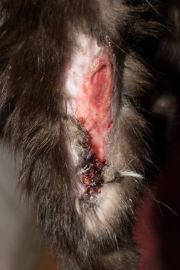 veteriner hekimliği için bir hayvan kedisi pus pus enfeksiyonu pençe kan yarası