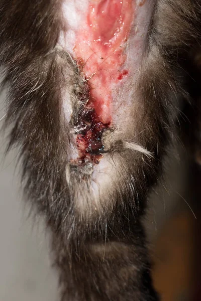 Ferida Sangue Pata Uma Infecção Pus Gato Animal Para Medicina — Fotografia de Stock