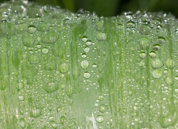Yağmur Tasarım Için Şeffaf Sonra Çiy Düşer Yeşil Bir Yaprak — Stok fotoğraf