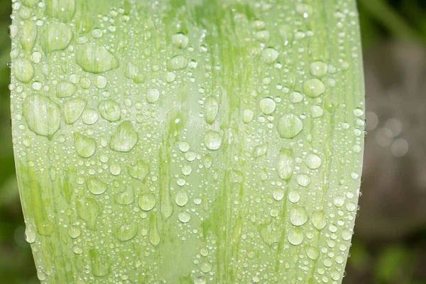 Tautropfen Auf Einem Grünen Blatt Nach Dem Regen Sind Für — Stockfoto