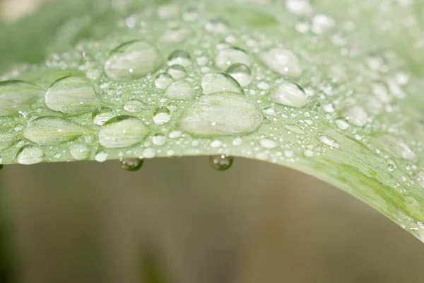 Dew Tetes Pada Daun Hijau Setelah Hujan Transparan Terhadap Desain — Stok Foto