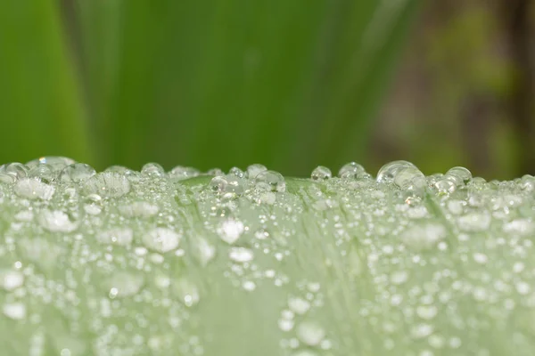 Tautropfen Auf Einem Grünen Blatt Nach Dem Regen Sind Für — Stockfoto