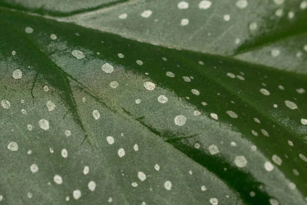 Зеленый Лист Пятнистый Бегония Пятнистый Горошек Цветочный Горшок Растение Дизайна — стоковое фото