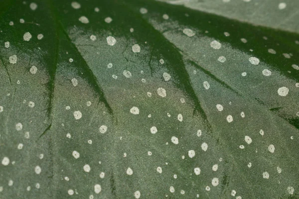 Зеленый Лист Пятнистый Бегония Пятнистый Горошек Цветочный Горшок Растение Дизайна — стоковое фото