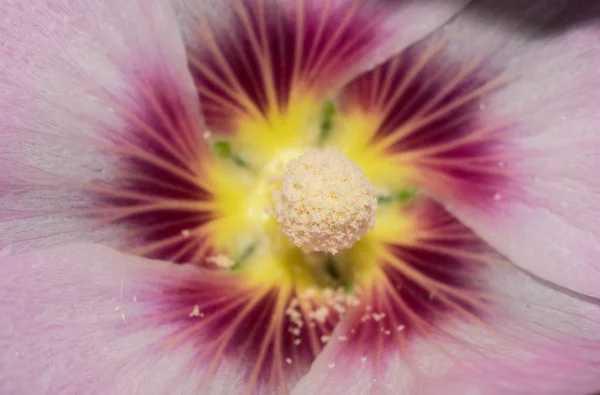 Mallow Blomma Vit Rosa Lila Stor Storlek Pistill Ståndare Pollen — Stockfoto