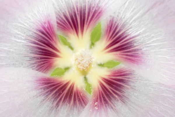 Mallow Blomma Vit Rosa Lila Stor Storlek Pistill Ståndare Pollen — Stockfoto