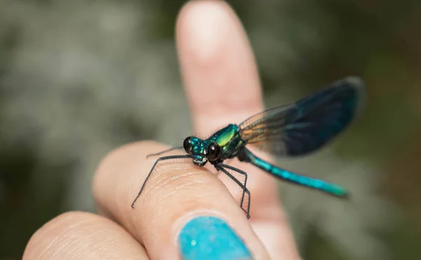 Large-sized dragonfly in insect green on childs hand for design