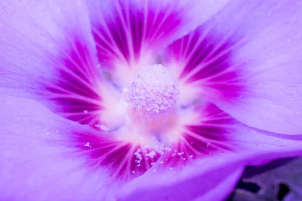 Mallow Blomma Neon Blå Rosa Lila Stor Storlek Pistill Ståndare — Stockfoto