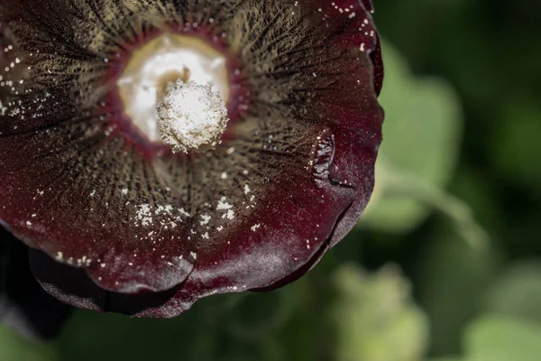 Mallow flower dark burgundy color large size pistil stamen pollen for design background