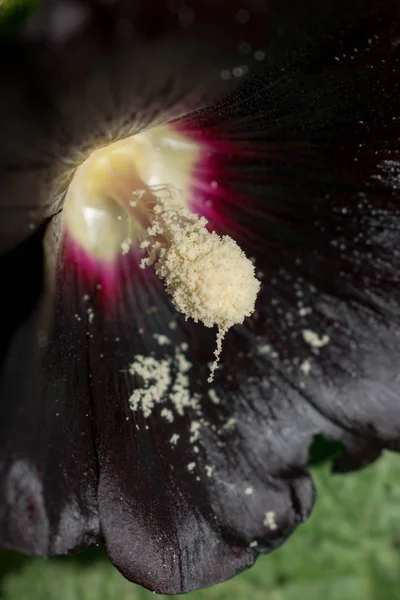 Мягкий Цветок Темно Бордовый Цвет Большой Размер Пестика Тычинки Пыльца — стоковое фото