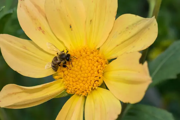 Bee Samlar Pollen Nektar Pollinerar Blomma För Design — Stockfoto