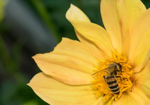 Biene Sammelt Pollen Nektar Bestäubt Blüten Für Die Gestaltung — Stockfoto