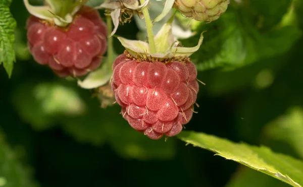 Framboise Mûre Baie Avec Des Propriétés Curatives Bénéfiques Pour Conception — Photo