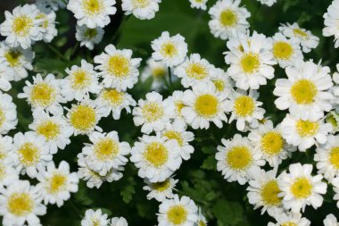 Sarı bir merkezi ile Papatya beyaz çiçekler tasarım arka plan için bir bahçe bitkitıbbi özelliklere sahip