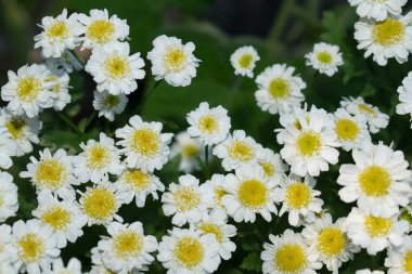 Sarı bir merkezi ile Papatya beyaz çiçekler tasarım arka plan için bir bahçe bitkitıbbi özelliklere sahip