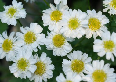 Sarı bir merkezi ile Papatya beyaz çiçekler tasarım arka plan için bir bahçe bitkitıbbi özelliklere sahip