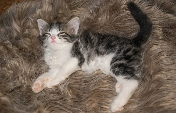 kabarık gri kedi yavrusu sevimli eğlenceli tasarım arka plan için halı üzerinde yatan uyur