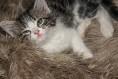 kabarık gri kedi yavrusu sevimli eğlenceli tasarım arka plan için halı üzerinde yatan uyur