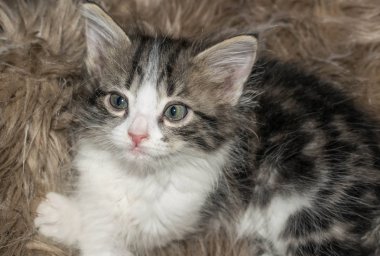 kabarık gri kedi yavrusu sevimli eğlenceli tasarım arka plan için halı üzerinde yatan uyur