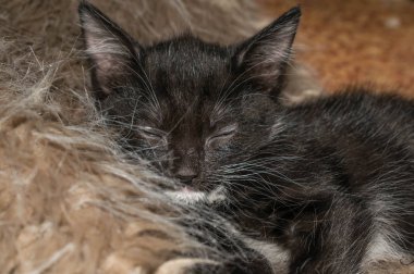 bir saksı kedi yavrusu tasarım için sevimli gri beyaz siyah uyku yatıyor