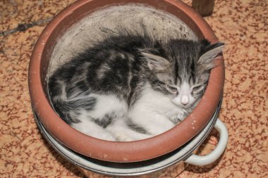 bir saksı kedi yavrusu tasarım için sevimli gri beyaz siyah uyku yatıyor