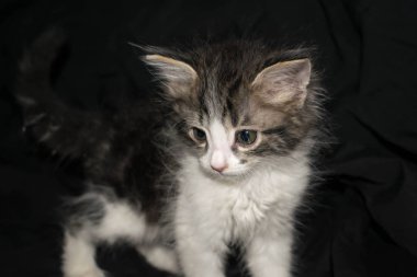 tasarım için siyah bir arka plan üzerinde kabarık küçük sevimli sevimli kedi yavrusu 