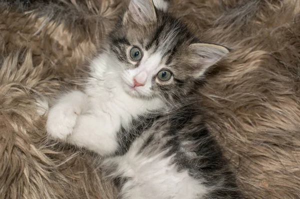 Flauschige Graue Kätzchen Niedlich Verspielt Schläft Auf Dem Teppich Liegend — Stockfoto